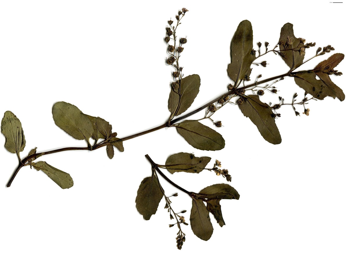 Veronica beccabunga subsp. beccabunga (Plantaginaceae)